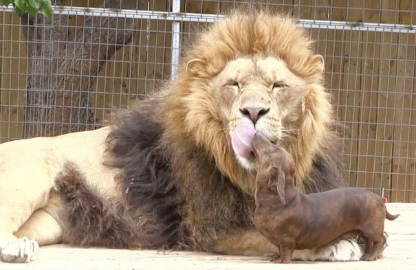 15 Unusual Animal Friendships That Will Melt Your Heart 15 Unusual Animal Friendships That Will Melt Your Heart