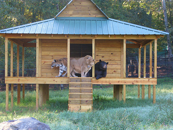 15 Unusual Animal Friendships That Will Melt Your Heart 15 Unusual Animal Friendships That Will Melt Your Heart