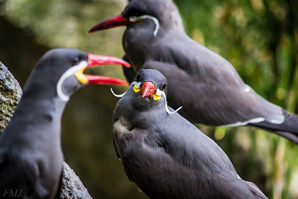 15 Classy Animals With Mustaches