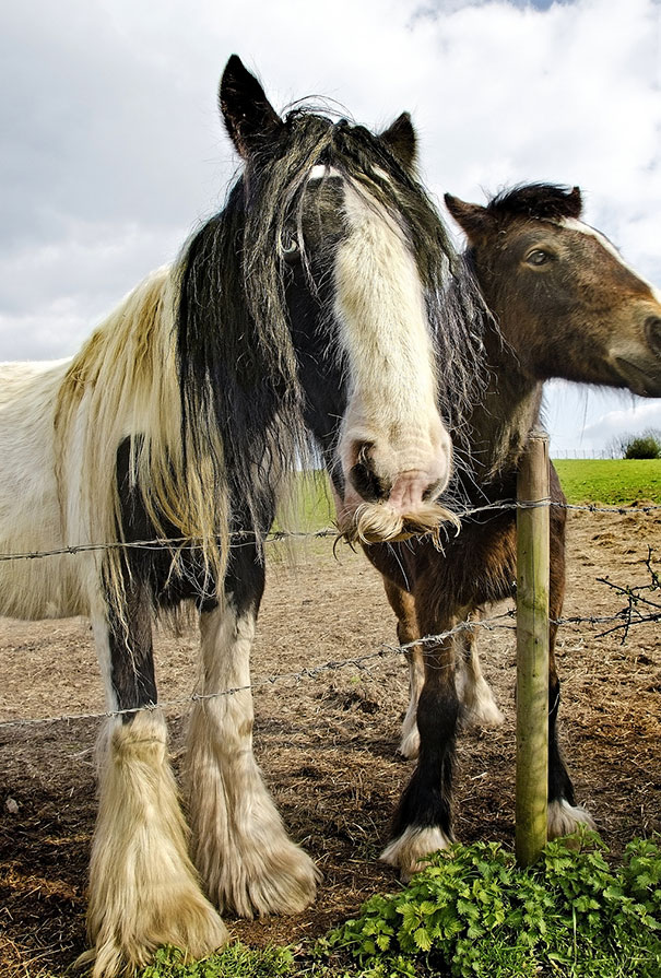 15 Classy Animals With Mustaches