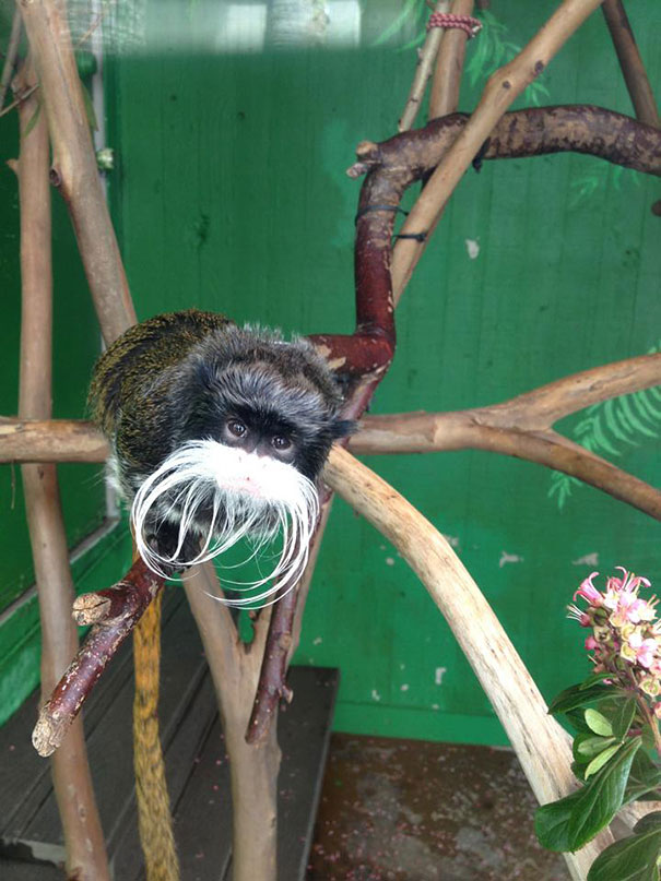 15 Classy Animals With Mustaches