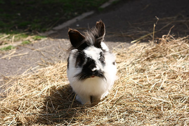 15 Classy Animals With Mustaches