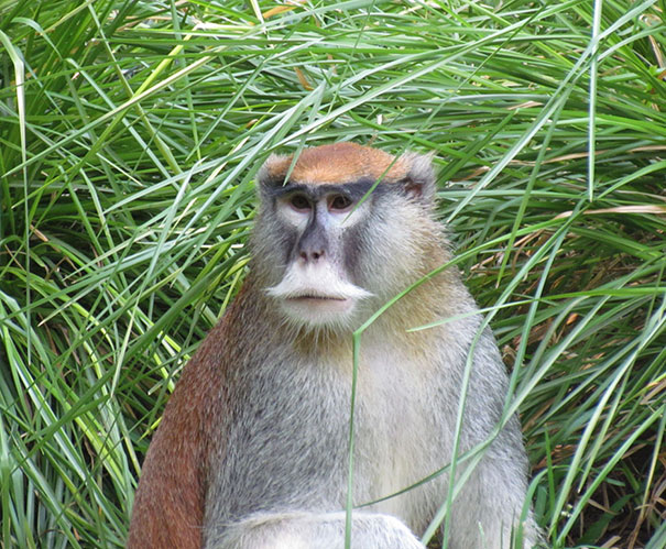 15 Classy Animals With Mustaches