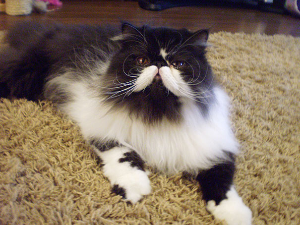 15 Classy Animals With Mustaches