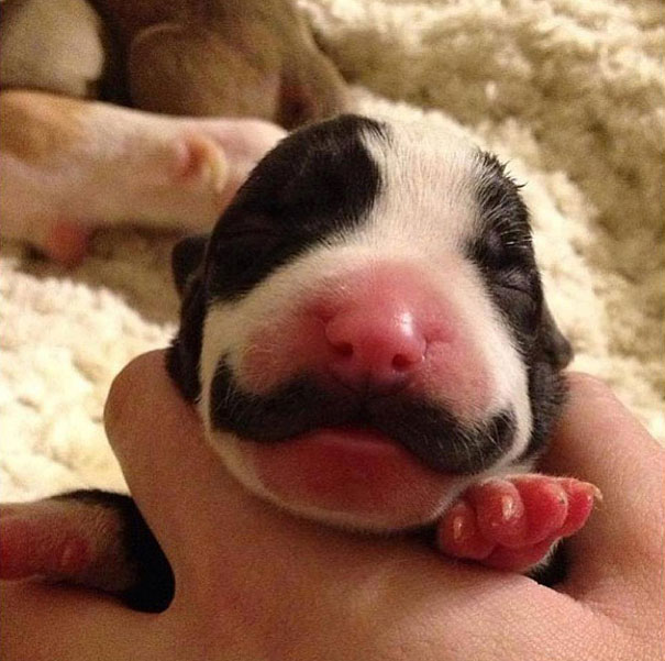 15 Classy Animals With Mustaches