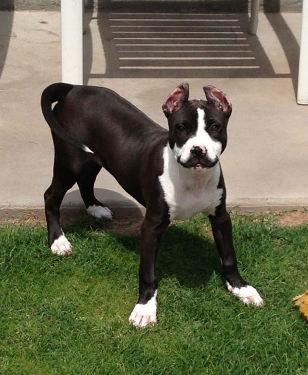 15 Classy Animals With Mustaches