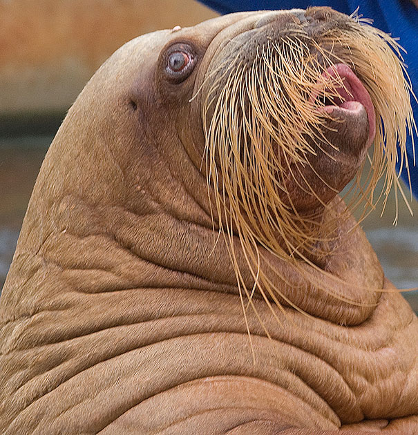 15 Classy Animals With Mustaches