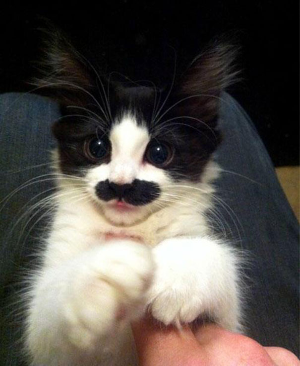 15 Classy Animals With Mustaches