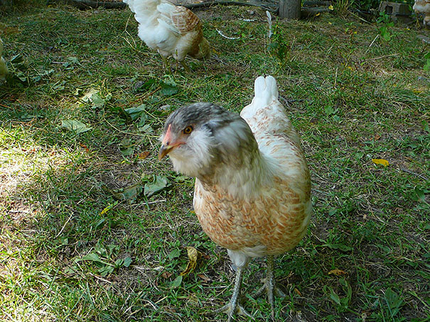 15 Classy Animals With Mustaches