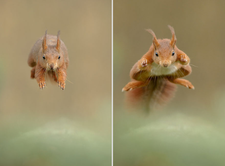 Photographer Gets Animals&#8217; Trust By Following Them Throughout The Year