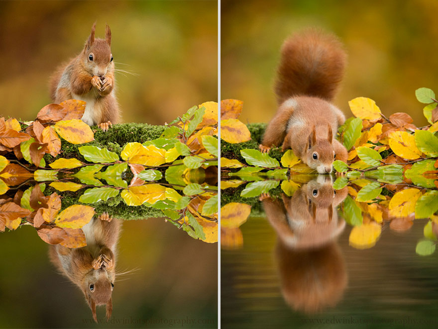 Photographer Gets Animals&#8217; Trust By Following Them Throughout The Year