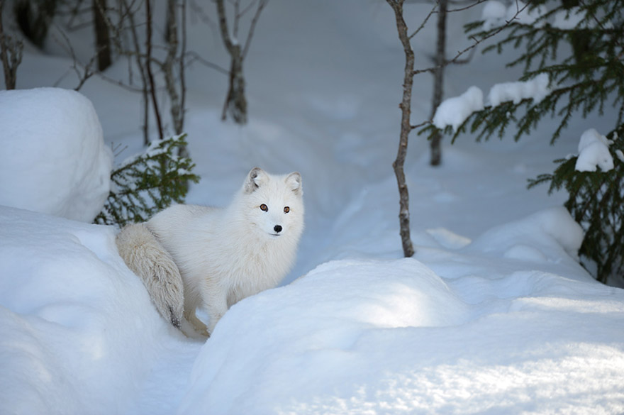 Photographer Gets Animals&#8217; Trust By Following Them Throughout The Year