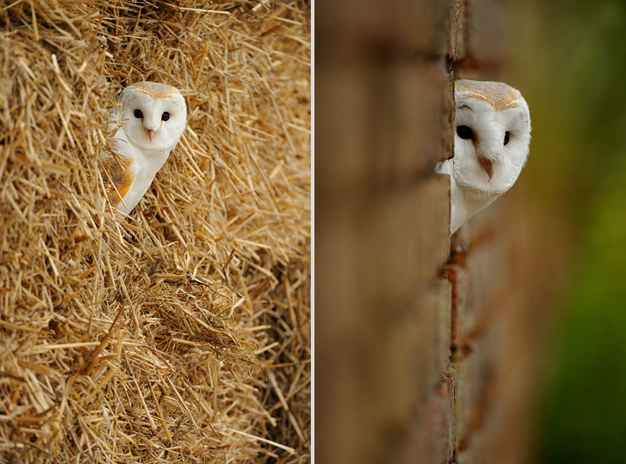 Photographer Gets Animals&#8217; Trust By Following Them Throughout The Year