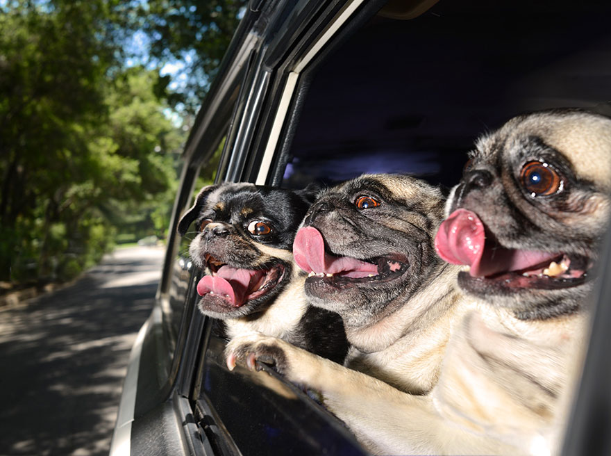 Dogs in Cars: Adorable Photos of Dogs Enjoying Their Ride Dogs in Cars: Adorable Photos of Dogs Enjoying Their Ride