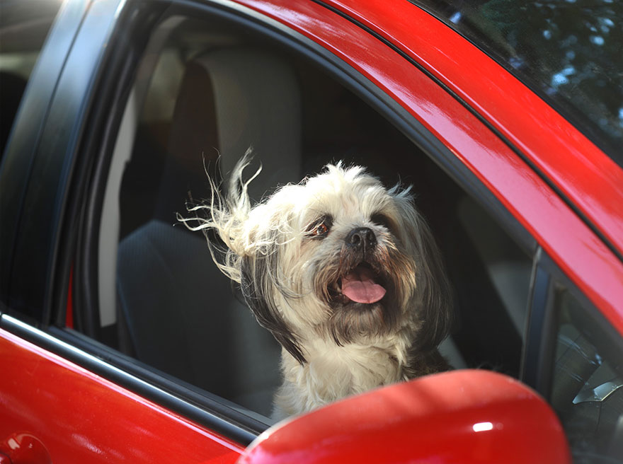 Dogs in Cars: Adorable Photos of Dogs Enjoying Their Ride Dogs in Cars: Adorable Photos of Dogs Enjoying Their Ride