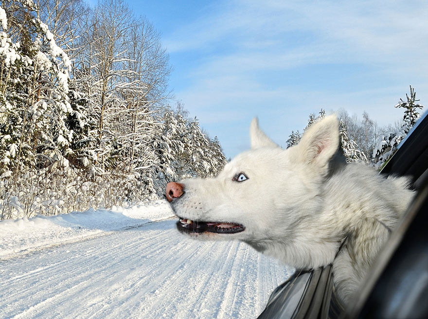 Dogs in Cars: Adorable Photos of Dogs Enjoying Their Ride Dogs in Cars: Adorable Photos of Dogs Enjoying Their Ride
