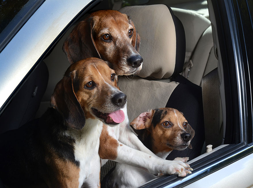 Dogs in Cars: Adorable Photos of Dogs Enjoying Their Ride Dogs in Cars: Adorable Photos of Dogs Enjoying Their Ride