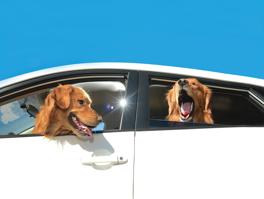 Dogs in Cars: Adorable Photos of Dogs Enjoying Their Ride Dogs in Cars: Adorable Photos of Dogs Enjoying Their Ride