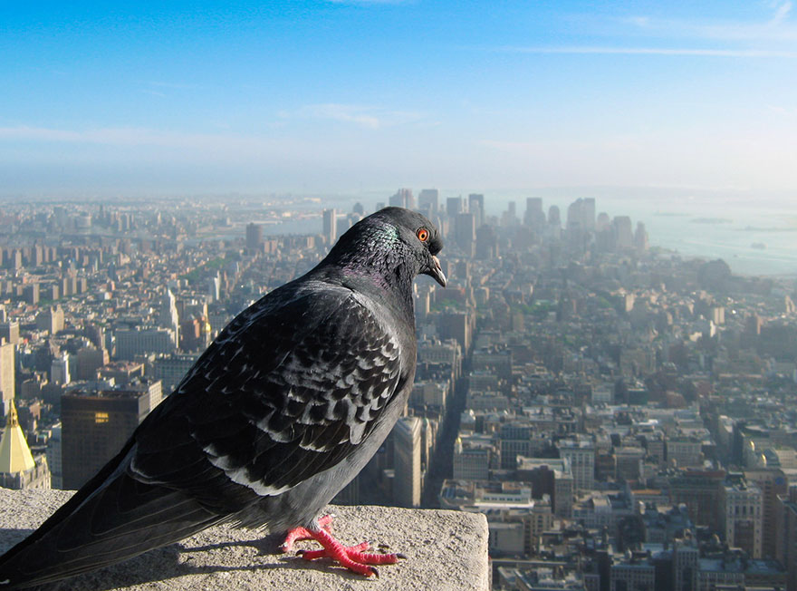 How Our World Would Look If You Were A Bird How Our World Would Look If You Were A Bird