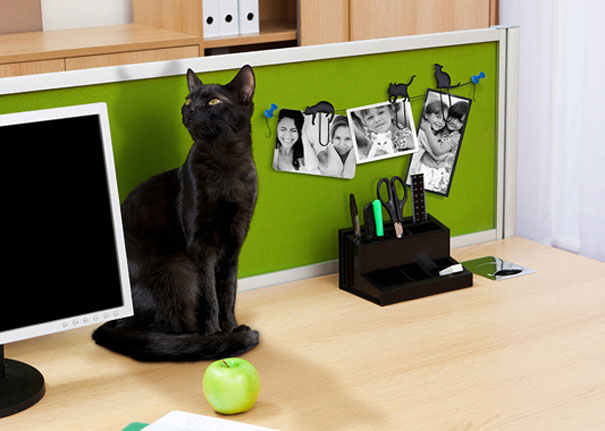 23 Great Gift Ideas For Cat Lovers