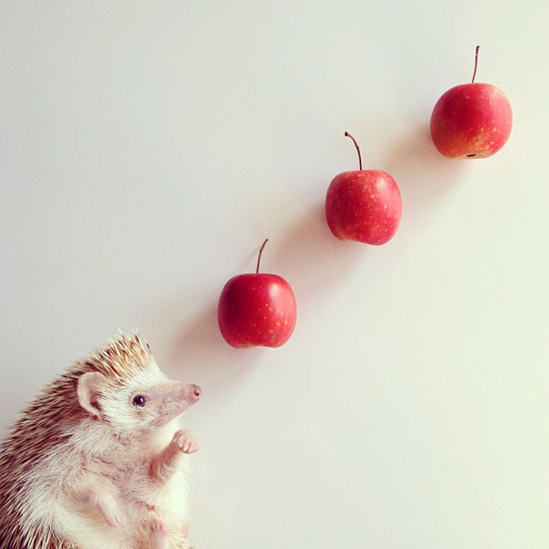 Meet Darcy, The Most Famous (Flying) Hedgehog On Instagram Meet Darcy, The Most Famous (Flying) Hedgehog On Instagram