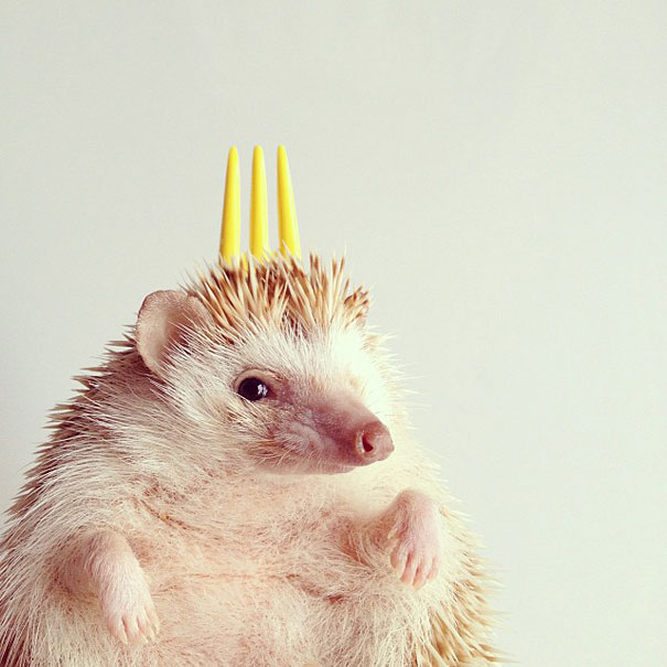 Meet Darcy, The Most Famous (Flying) Hedgehog On Instagram Meet Darcy, The Most Famous (Flying) Hedgehog On Instagram