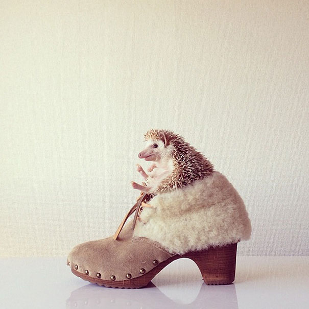 Meet Darcy, The Most Famous (Flying) Hedgehog On Instagram Meet Darcy, The Most Famous (Flying) Hedgehog On Instagram