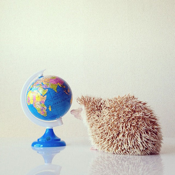Meet Darcy, The Most Famous (Flying) Hedgehog On Instagram Meet Darcy, The Most Famous (Flying) Hedgehog On Instagram
