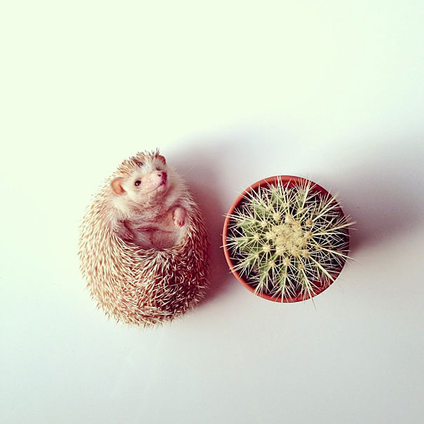 Meet Darcy, The Most Famous (Flying) Hedgehog On Instagram Meet Darcy, The Most Famous (Flying) Hedgehog On Instagram
