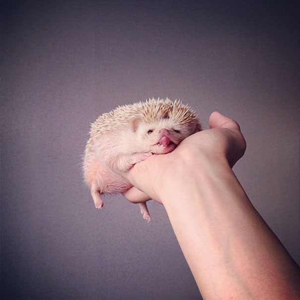 Meet Darcy, The Most Famous (Flying) Hedgehog On Instagram Meet Darcy, The Most Famous (Flying) Hedgehog On Instagram