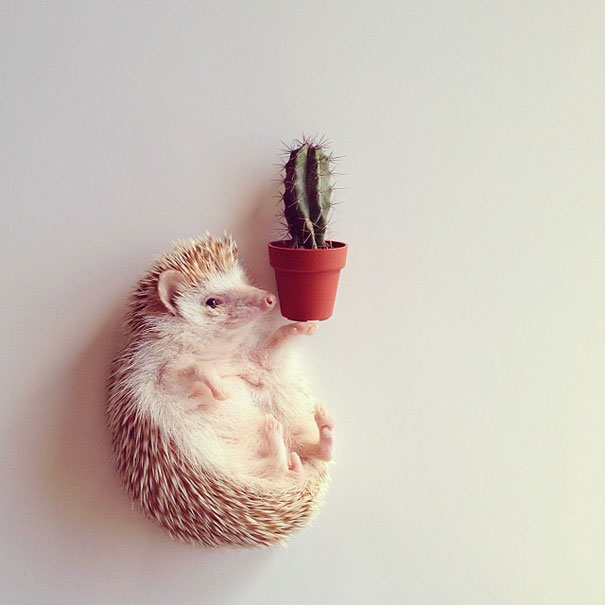 Meet Darcy, The Most Famous (Flying) Hedgehog On Instagram Meet Darcy, The Most Famous (Flying) Hedgehog On Instagram