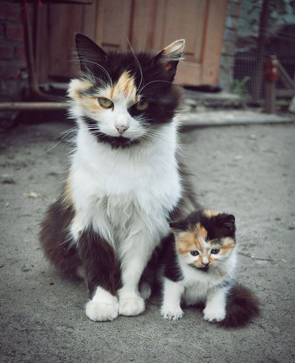 34 Animals With Their Adorable Mini-Me Counterparts 34 Animals With Their Adorable Mini-Me Counterparts