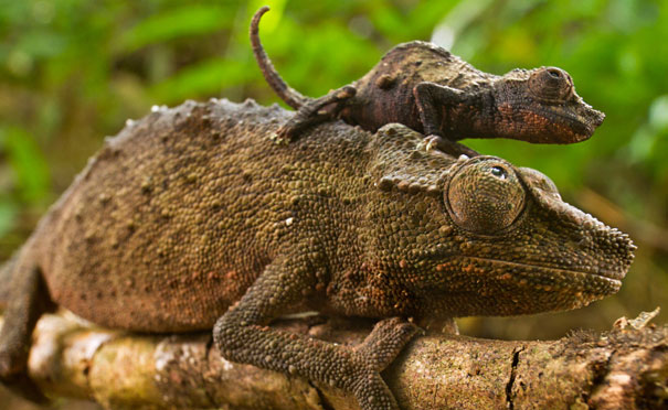 34 Animals With Their Adorable Mini-Me Counterparts 34 Animals With Their Adorable Mini-Me Counterparts