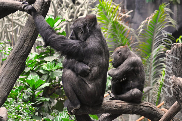 34 Animals With Their Adorable Mini-Me Counterparts 34 Animals With Their Adorable Mini-Me Counterparts