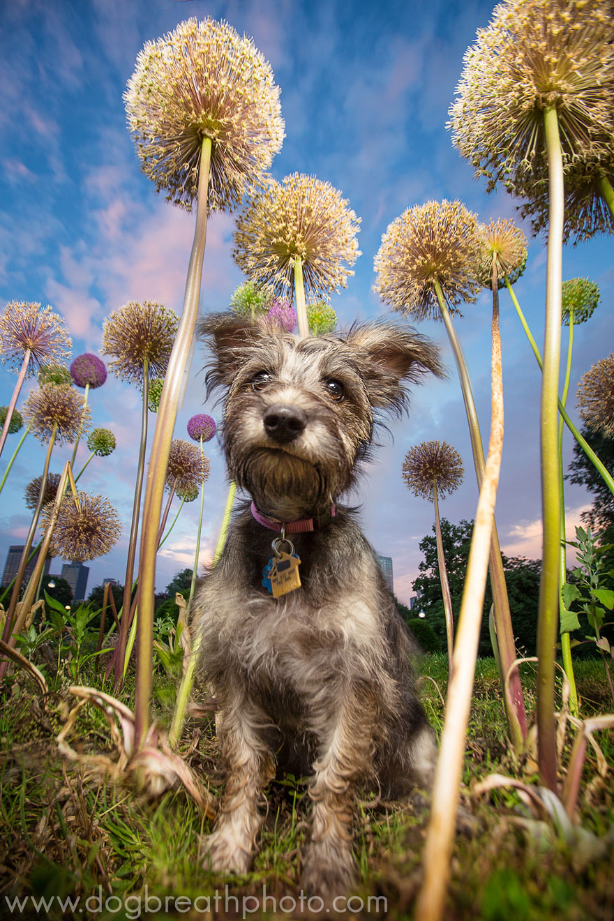 Photographer Lives Her Dream By Taking Expressive And Playful Dog Photos Photographer Lives Her Dream By Taking Expressive And Playful Dog Photos