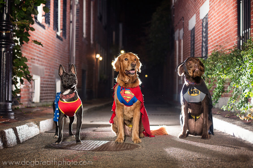 Photographer Lives Her Dream By Taking Expressive And Playful Dog Photos Photographer Lives Her Dream By Taking Expressive And Playful Dog Photos