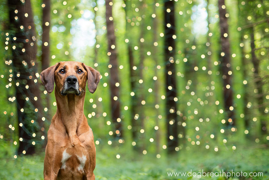 Photographer Lives Her Dream By Taking Expressive And Playful Dog Photos Photographer Lives Her Dream By Taking Expressive And Playful Dog Photos