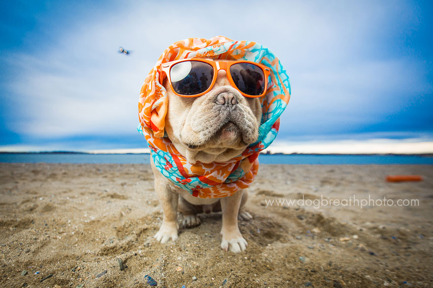 Photographer Lives Her Dream By Taking Expressive And Playful Dog Photos Photographer Lives Her Dream By Taking Expressive And Playful Dog Photos