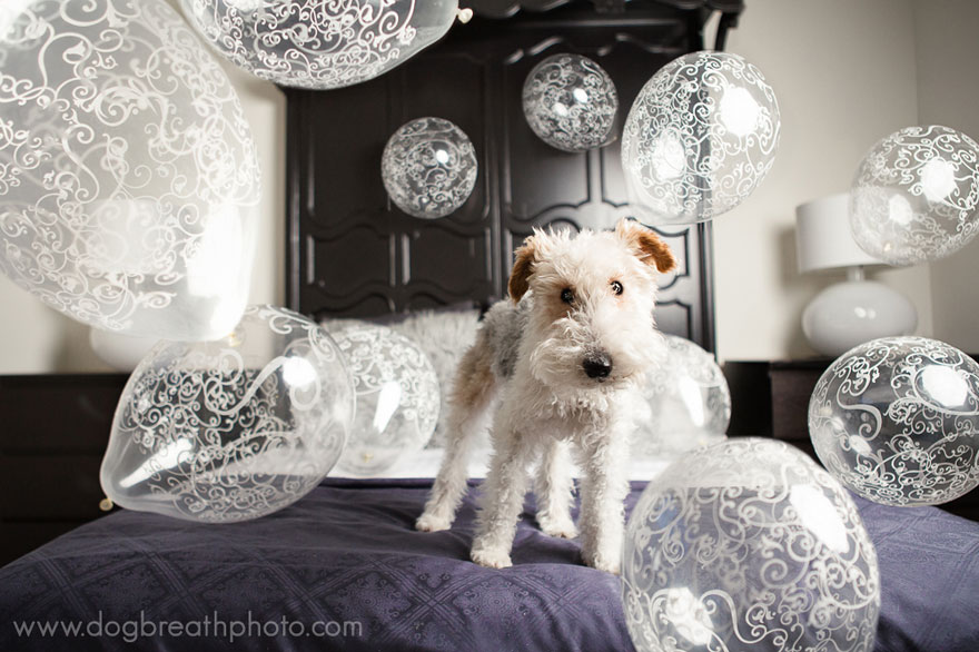 Photographer Lives Her Dream By Taking Expressive And Playful Dog Photos Photographer Lives Her Dream By Taking Expressive And Playful Dog Photos