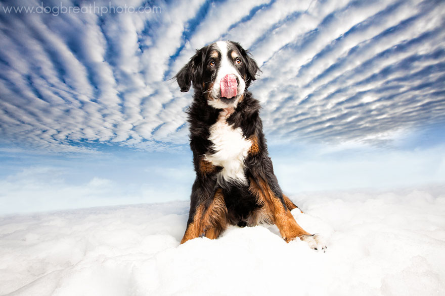 Photographer Lives Her Dream By Taking Expressive And Playful Dog Photos Photographer Lives Her Dream By Taking Expressive And Playful Dog Photos