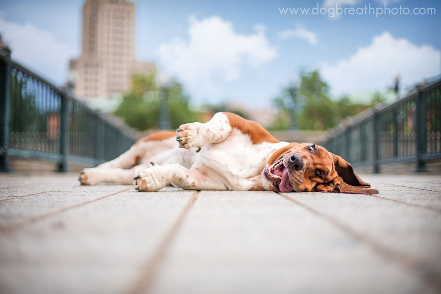 Photographer Lives Her Dream By Taking Expressive And Playful Dog Photos Photographer Lives Her Dream By Taking Expressive And Playful Dog Photos