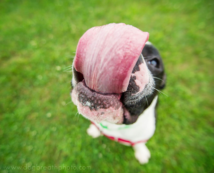 Photographer Lives Her Dream By Taking Expressive And Playful Dog Photos Photographer Lives Her Dream By Taking Expressive And Playful Dog Photos