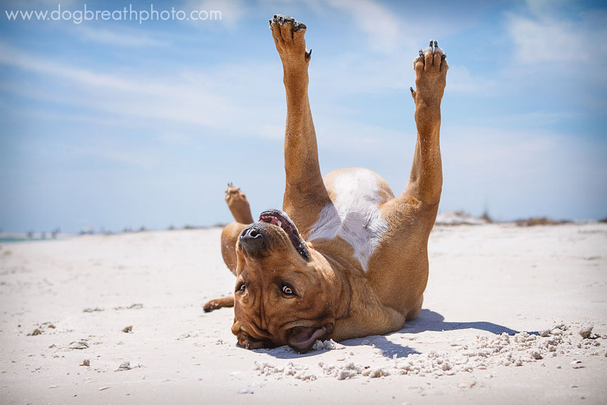 Photographer Lives Her Dream By Taking Expressive And Playful Dog Photos Photographer Lives Her Dream By Taking Expressive And Playful Dog Photos