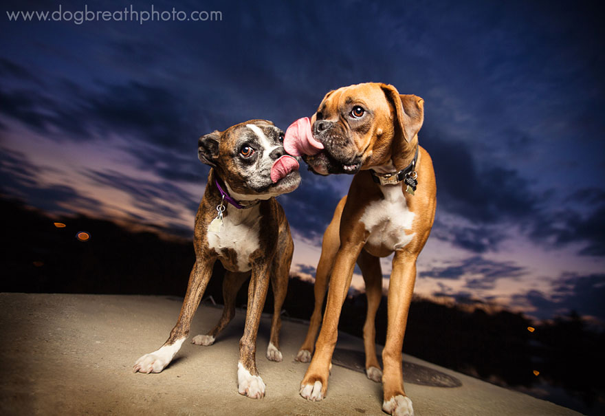 Photographer Lives Her Dream By Taking Expressive And Playful Dog Photos Photographer Lives Her Dream By Taking Expressive And Playful Dog Photos