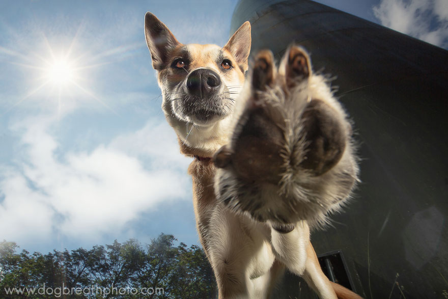 Photographer Lives Her Dream By Taking Expressive And Playful Dog Photos Photographer Lives Her Dream By Taking Expressive And Playful Dog Photos