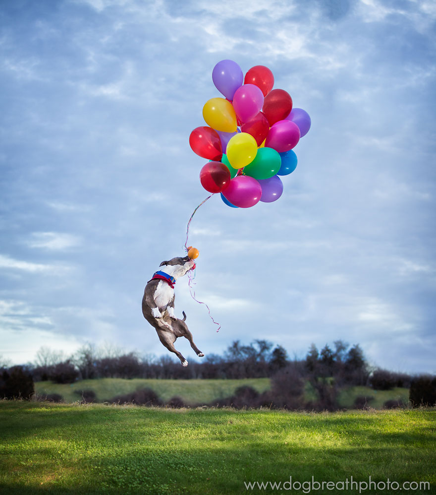 Photographer Lives Her Dream By Taking Expressive And Playful Dog Photos Photographer Lives Her Dream By Taking Expressive And Playful Dog Photos