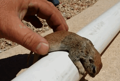 Pool Guy Saves Drowning Squirrel&#8217;s Life With CPR