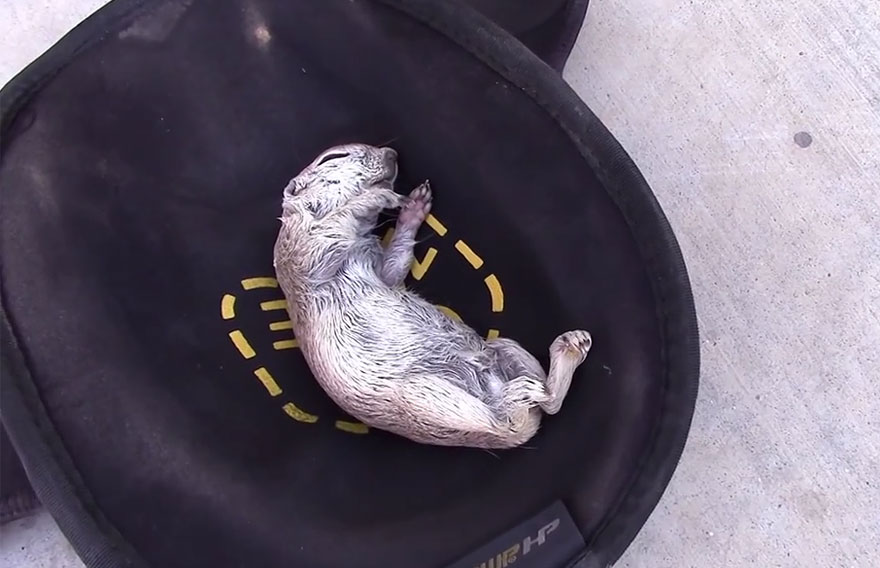 Pool Guy Saves Drowning Squirrel&#8217;s Life With CPR