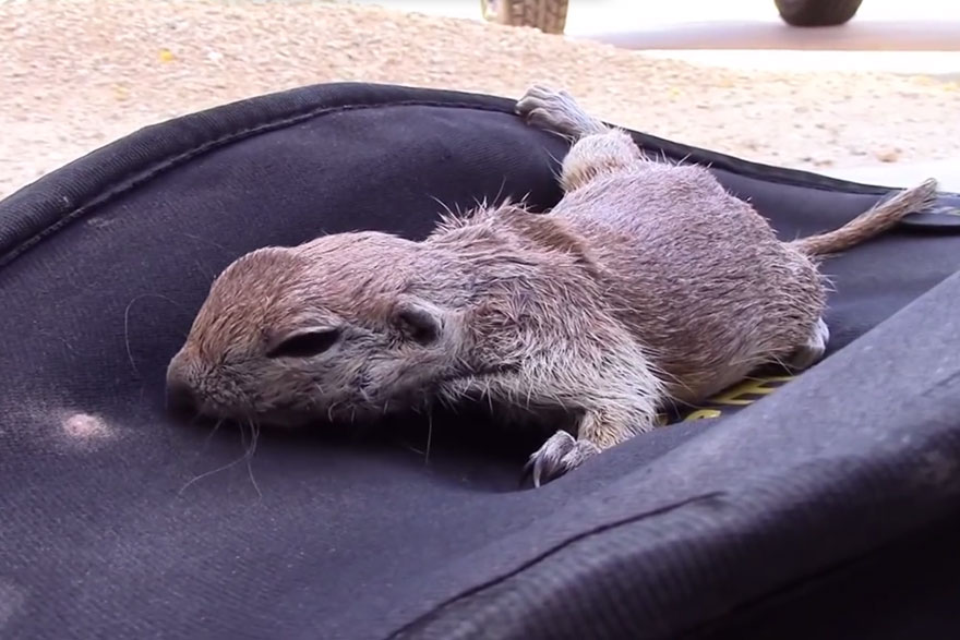 Pool Guy Saves Drowning Squirrel&#8217;s Life With CPR