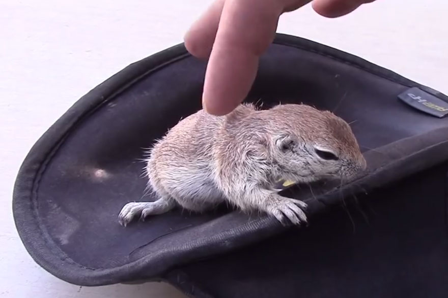 Pool Guy Saves Drowning Squirrel&#8217;s Life With CPR
